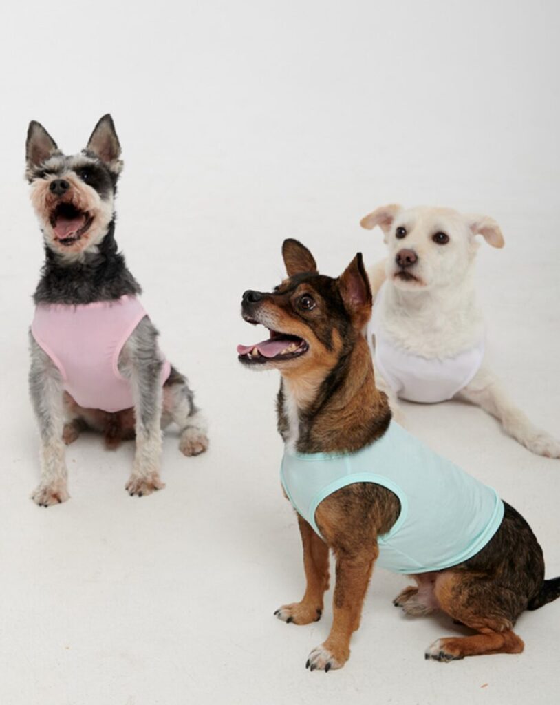 Dogs wearing Korean fashion brand BYC's dog cooling t-shirts in multiple colors