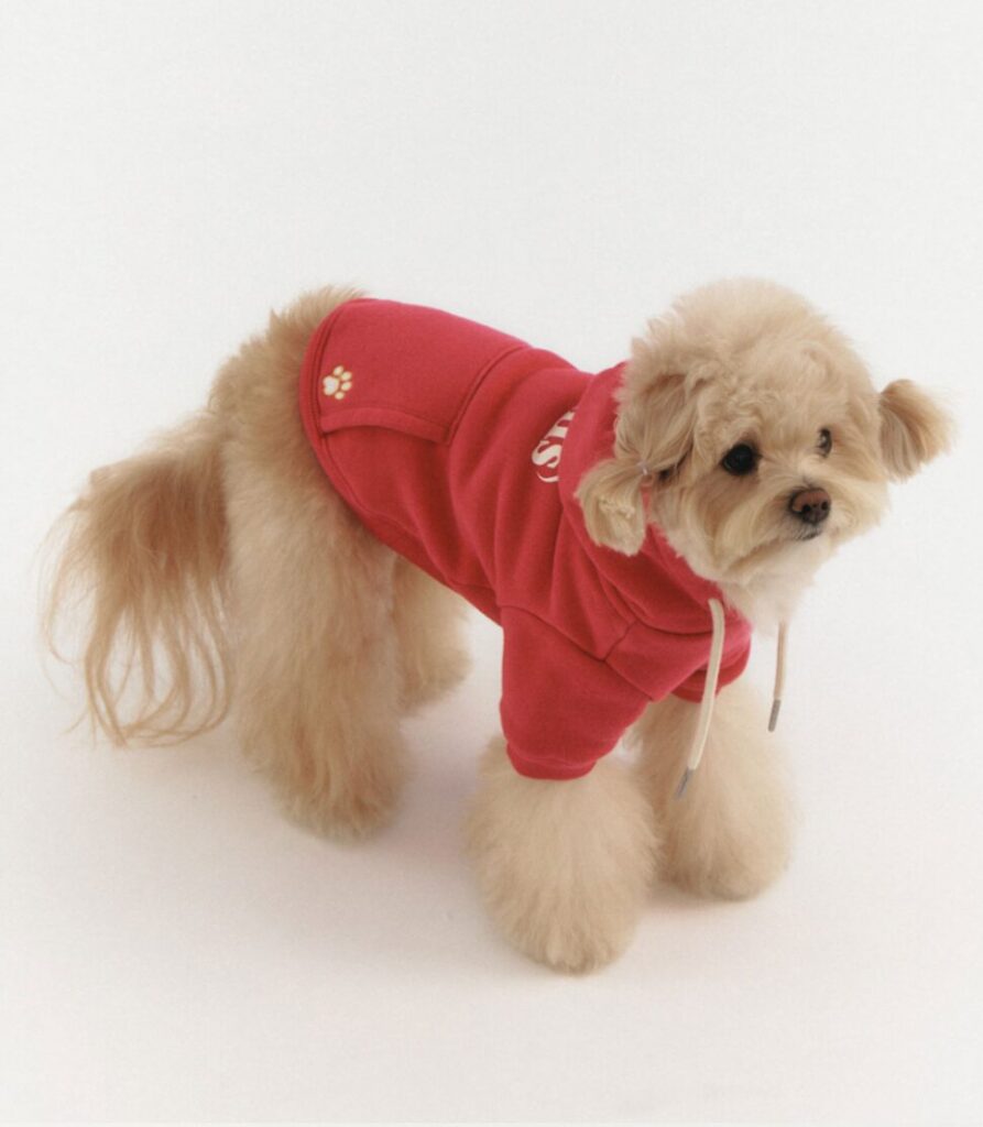 Brown poodle wearing a dog hoodie from K-fashion brand emis pet collection