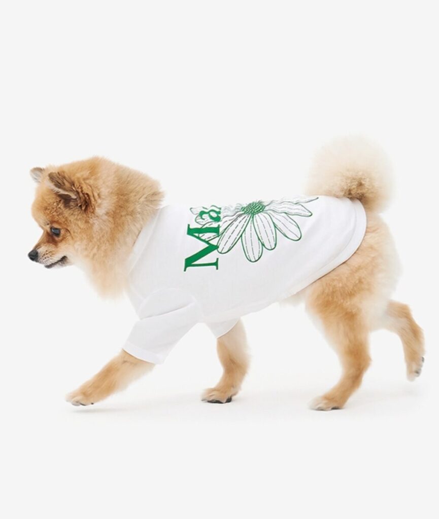 Brown pomeranian wearing a K-fashion brand Mardi Mercredi flower dog t-shirt